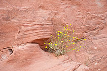 Valley of Fire State Park, NV