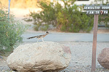 Roadrunner at Death Valley