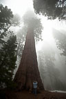 Sequoia National Park, CA