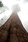 Sequoia National Park, CA