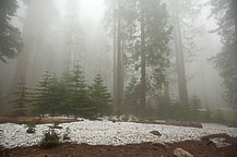 Sequoia National Park, CA