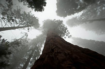 Sequoia National Park, CA