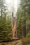 Sequoia National Park, CA