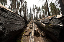 Yosemite National Park