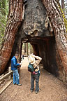 Mariposa Grove