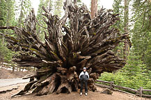 Mariposa Grove