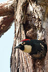 Acorn Woodpecker