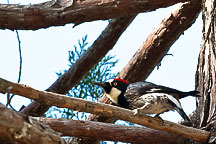 Acorn Woodpecker