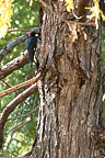 Acorn Woodpecker