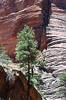 Angel's Landing Trail, Zion National Park, UT