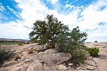 Tree, Canyonlands