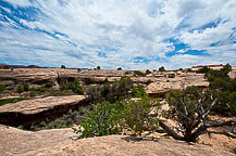 Tree, Canyonlands