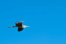 A Great Blue Heron , Arches National Park, UT