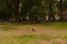 Deer & Turkeys at Fruita