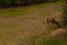 Deer at Fruita