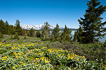 The Grand Tetons