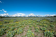 The Grand Tetons