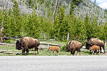 Yellowstone National Park