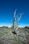 Craters of the Moon National Monument, ID