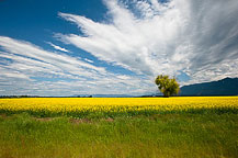 A Mustard Seed Field