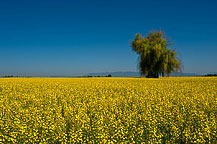 Mustard Field