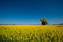 Mustard Field