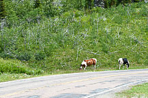 Horses on US 89