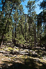 Devils Tower