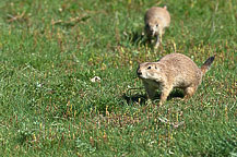 Devils Tower Prairie Dogs