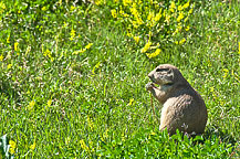 Devils Tower Prairie Dogs