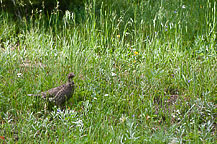 Hen