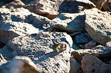 A Pika