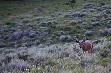 An Elk