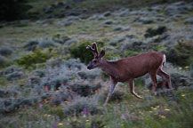 An Elk