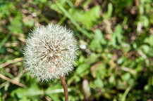 Dandelion