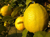 Lemons