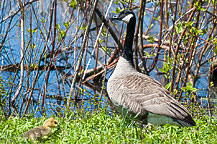 Canada Goose & Gosling