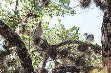 The Mourning Doves