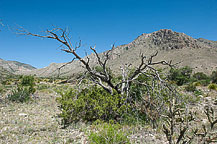 Guadalupe National Park