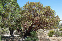 Guadalupe National Park