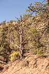 Along Mule Canyon Trail