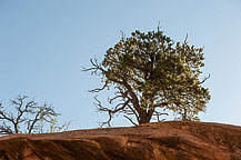 Along Mule Canyon Trail