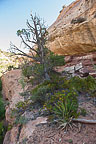 Along Mule Canyon Trail