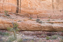 Along Mule Canyon Trail