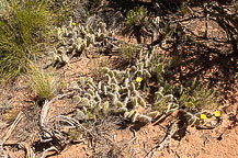 Along Mule Canyon Trail