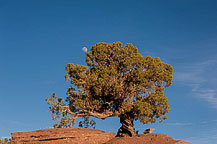 Tree at Dead Horse State Park, UT