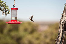 Hummingbirds - Dead Horse State Park, UT