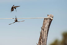 Hummingbirds - Dead Horse State Park, UT