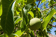 Unripe Fruit