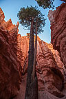 Bryce Canyon National Park, UT